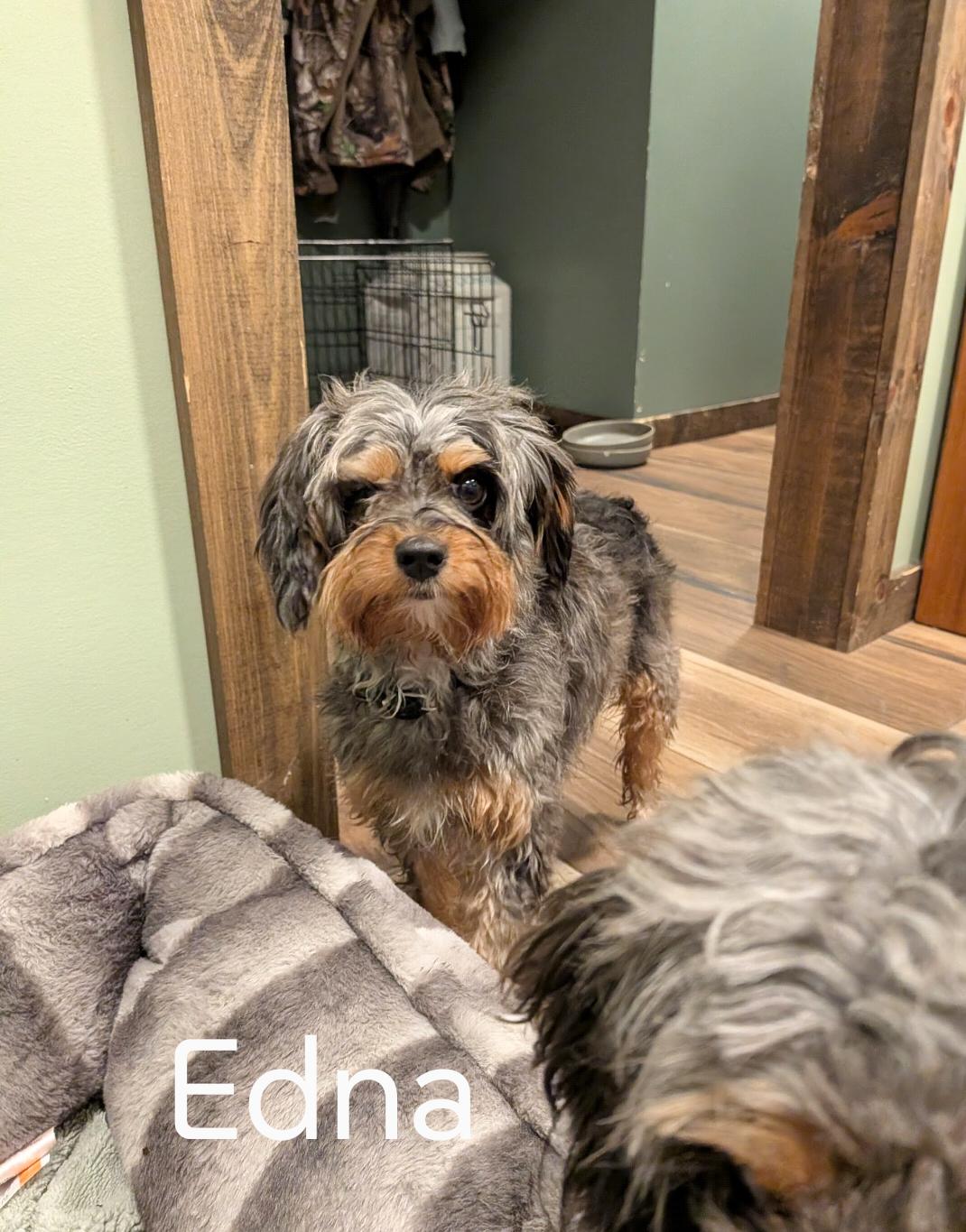 Edna, Adoptable, Adult Female Aussiedoodle.