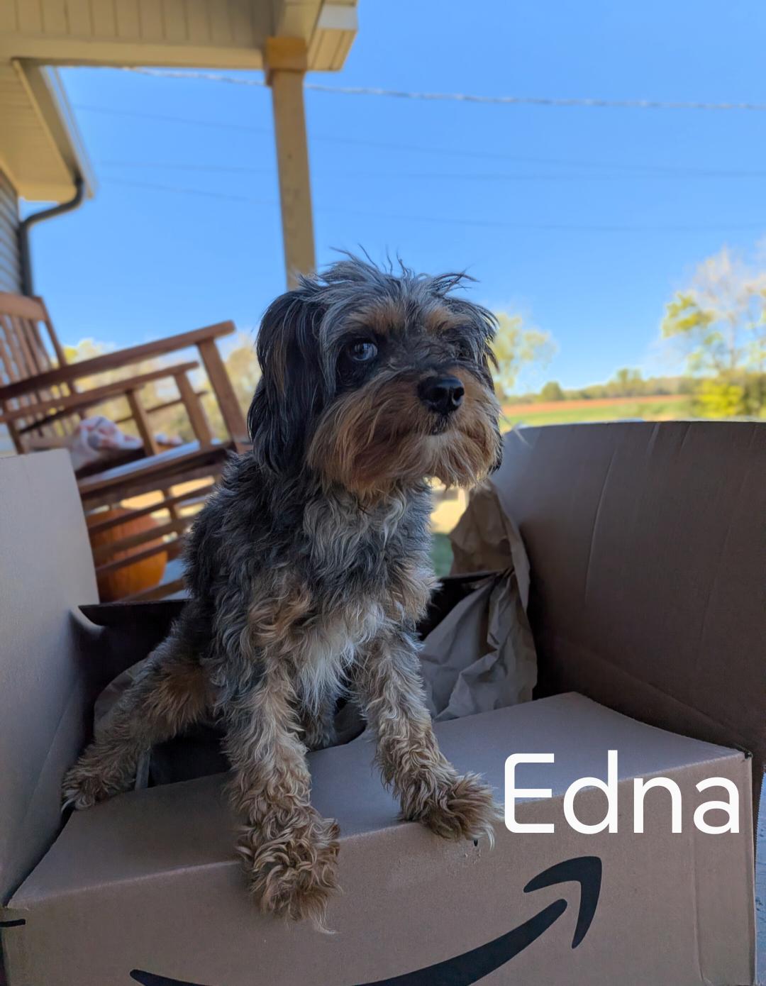 Enlarge Edna, a Adoptable mixed breed in Spring hill, TN image 5/5