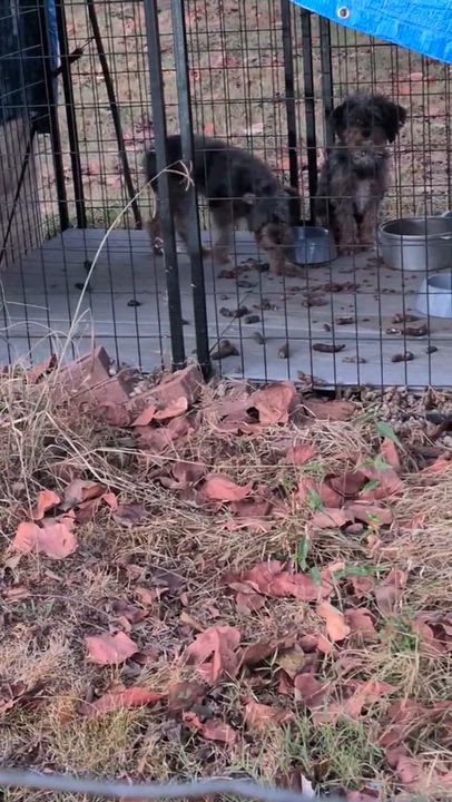 Enlarge Edna, a Adoptable mixed breed in Spring hill, TN video 4/5