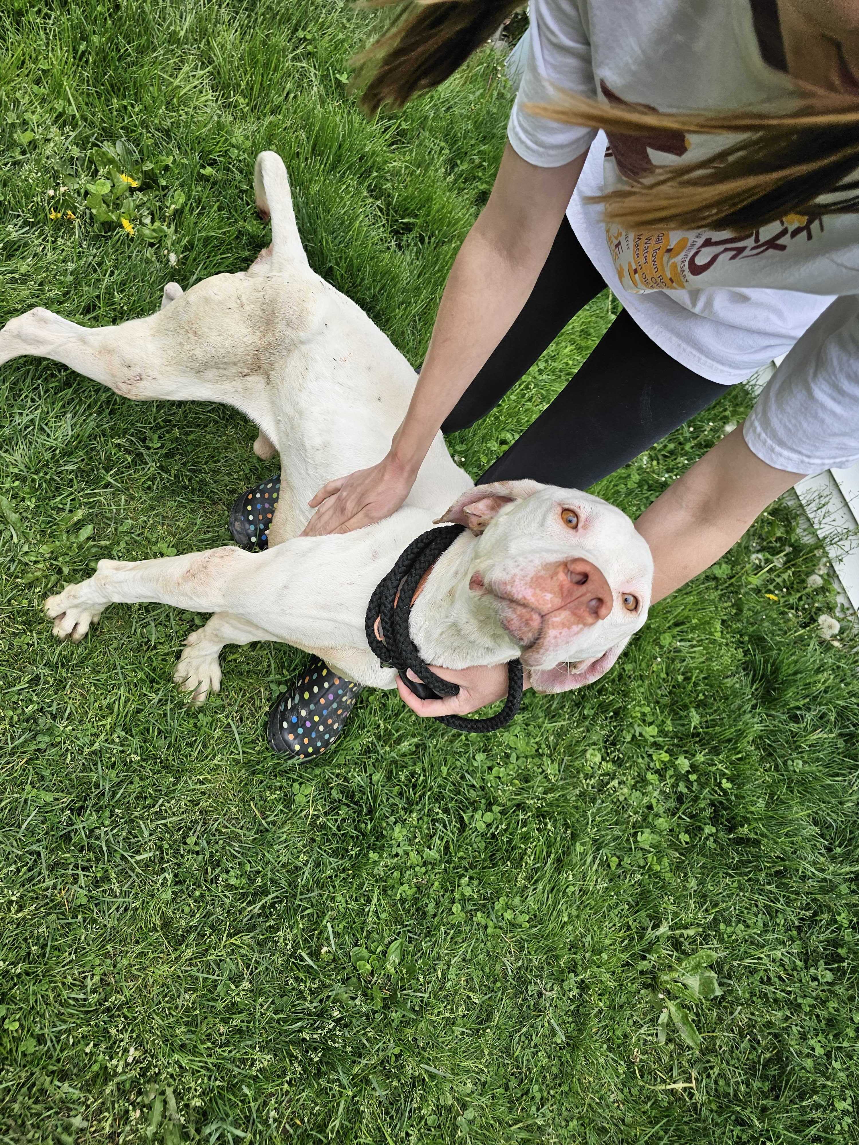 Enlarge Pinky, a Adoptable American Foxhound in Montrose, PA image 2/3