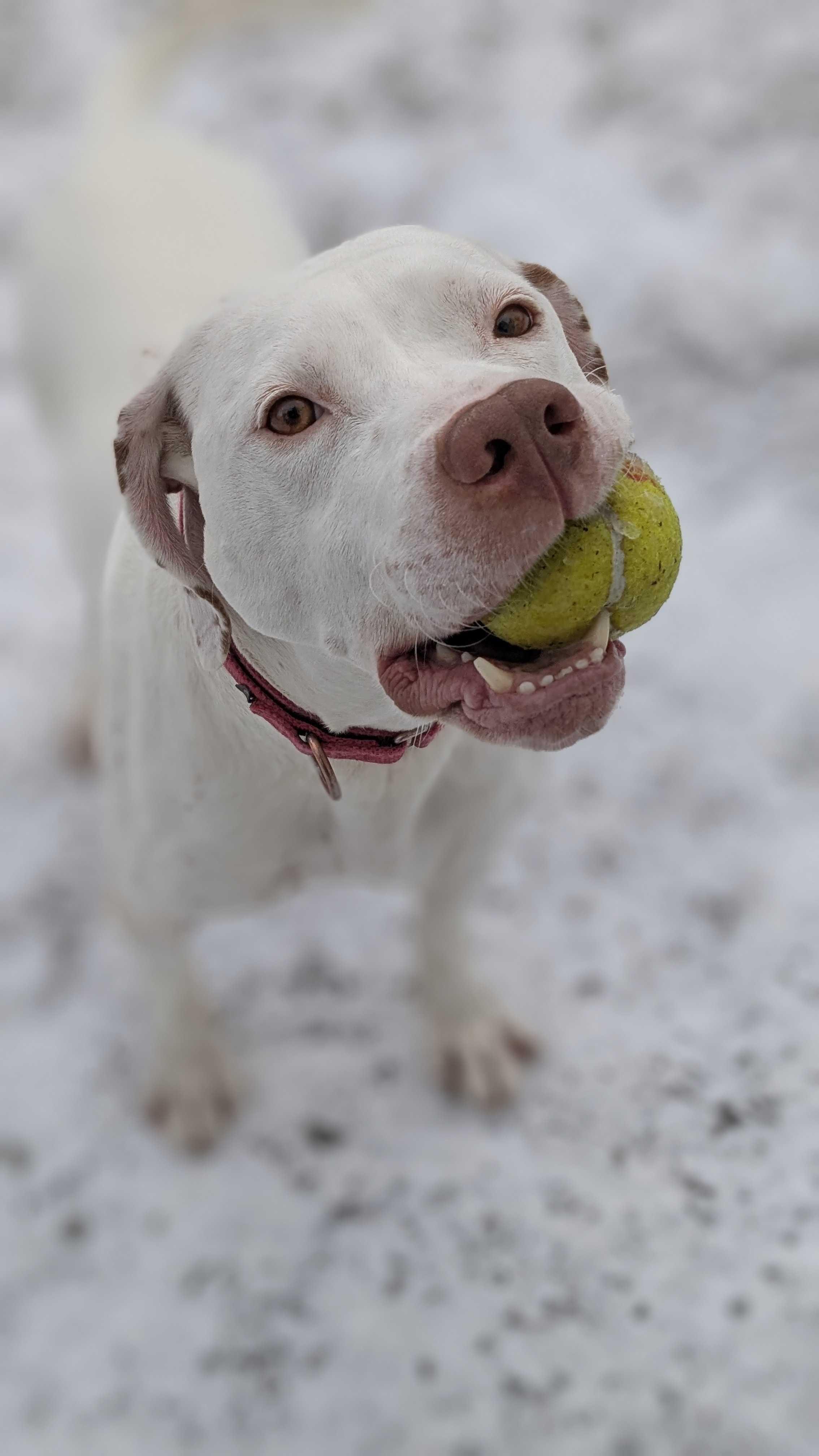 Enlarge Pinky, a Adoptable American Foxhound in Montrose, PA image 1/3
