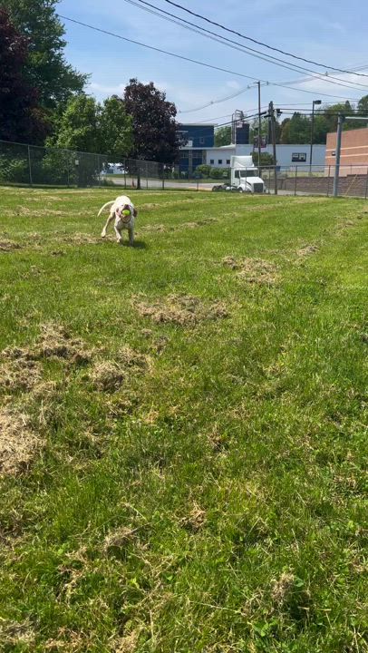 Enlarge Pinky, a Adoptable American Foxhound in Montrose, PA video 3/3