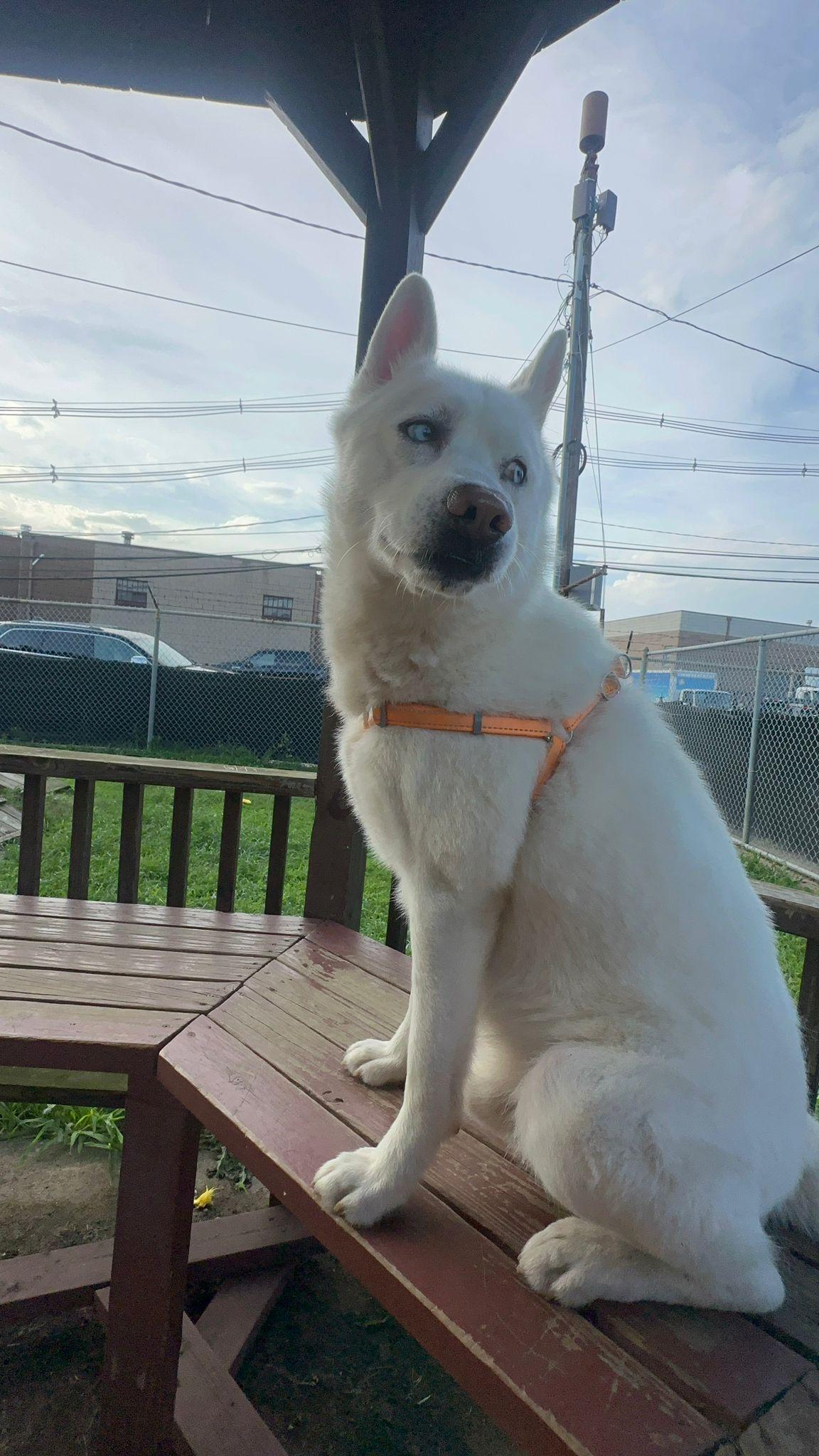 Cosmo