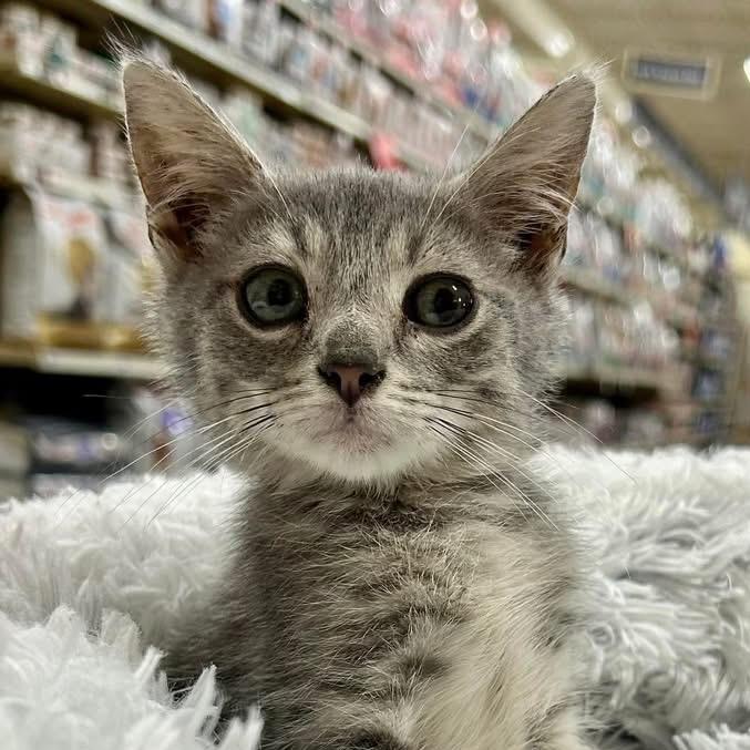 Enlarge Oak, a Adoptable Domestic Short Hair in Brevard, NC image 1/1