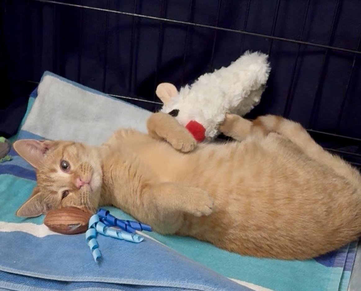 Peaches(CC), Adoptable, Young Female Domestic Short Hair.