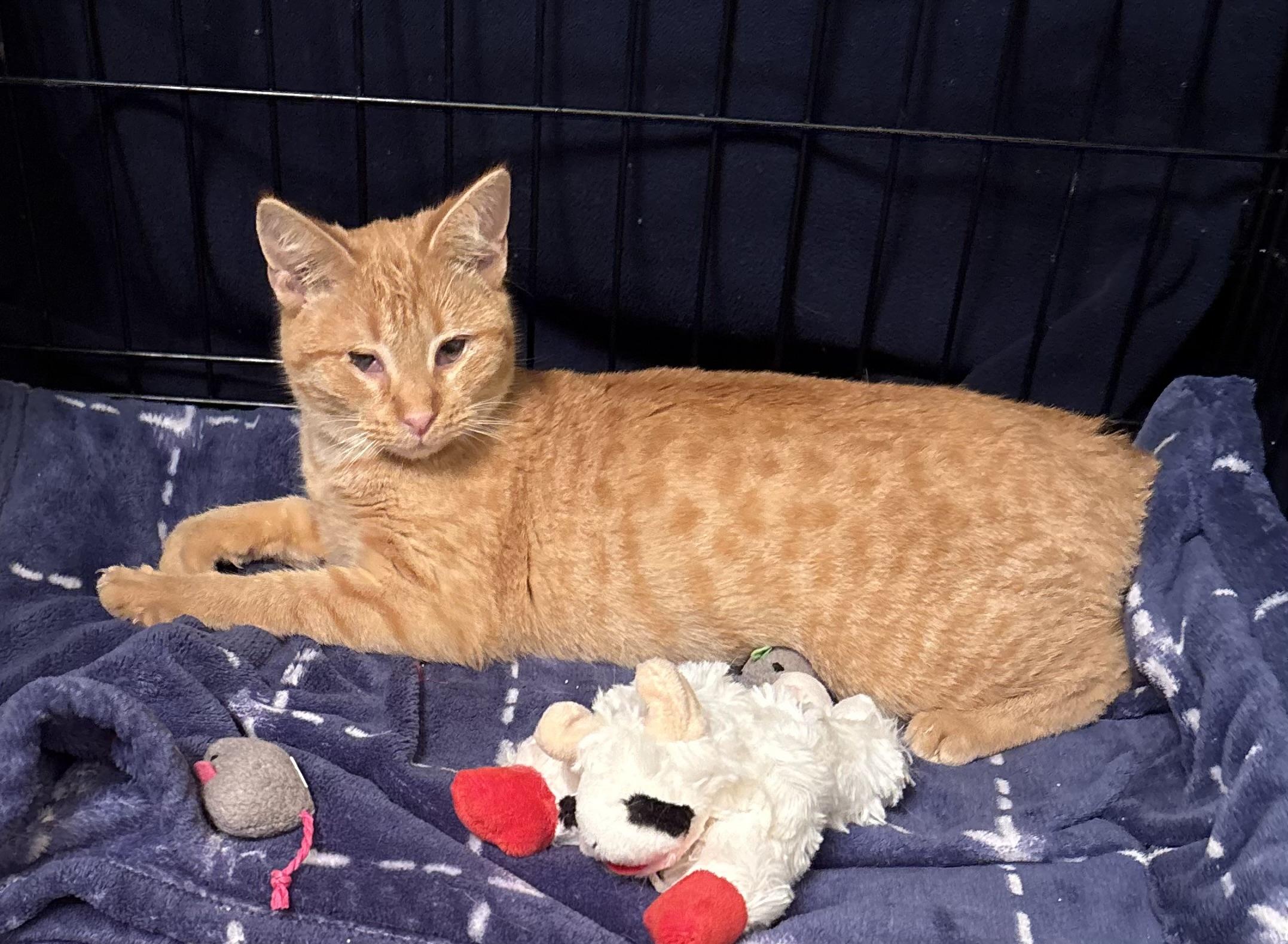 Peaches(CC), a Adoptable Domestic Short Hair in Greenville, SC image 2/3