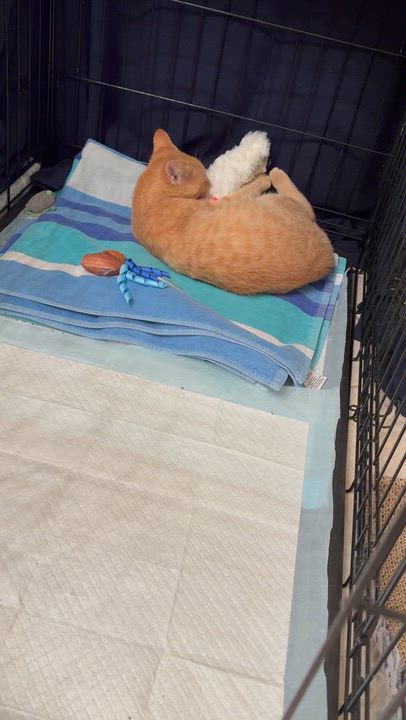 Enlarge Peaches(CC), a Adoptable Domestic Short Hair in Greenville, SC video 3/3