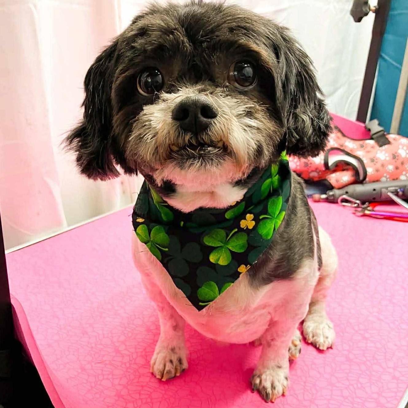 Toby , adopted, Senior Male Shih Tzu.