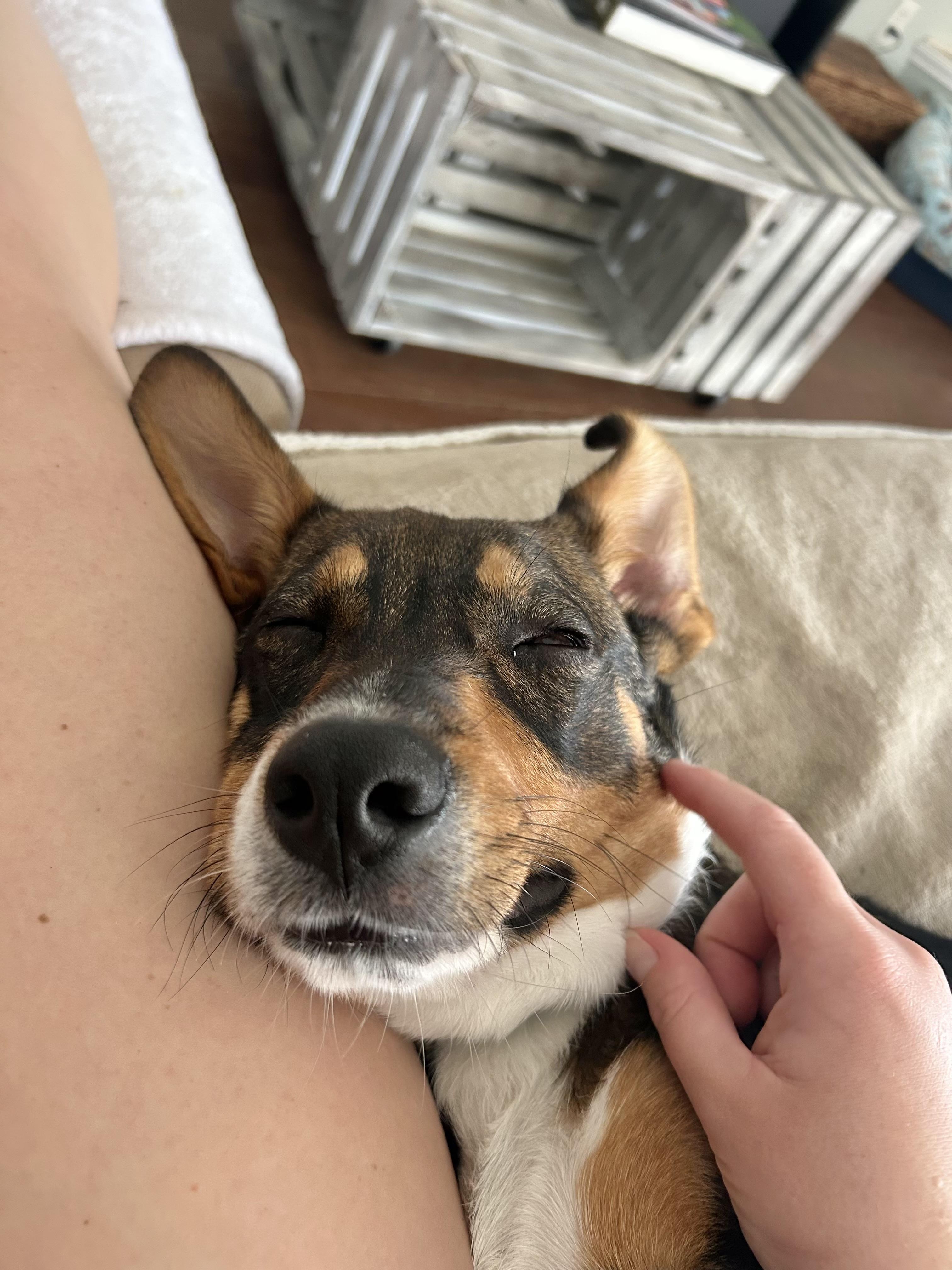 Enlarge Shorty, an adopted mixed breed in Hillsdale, NY image 3/4