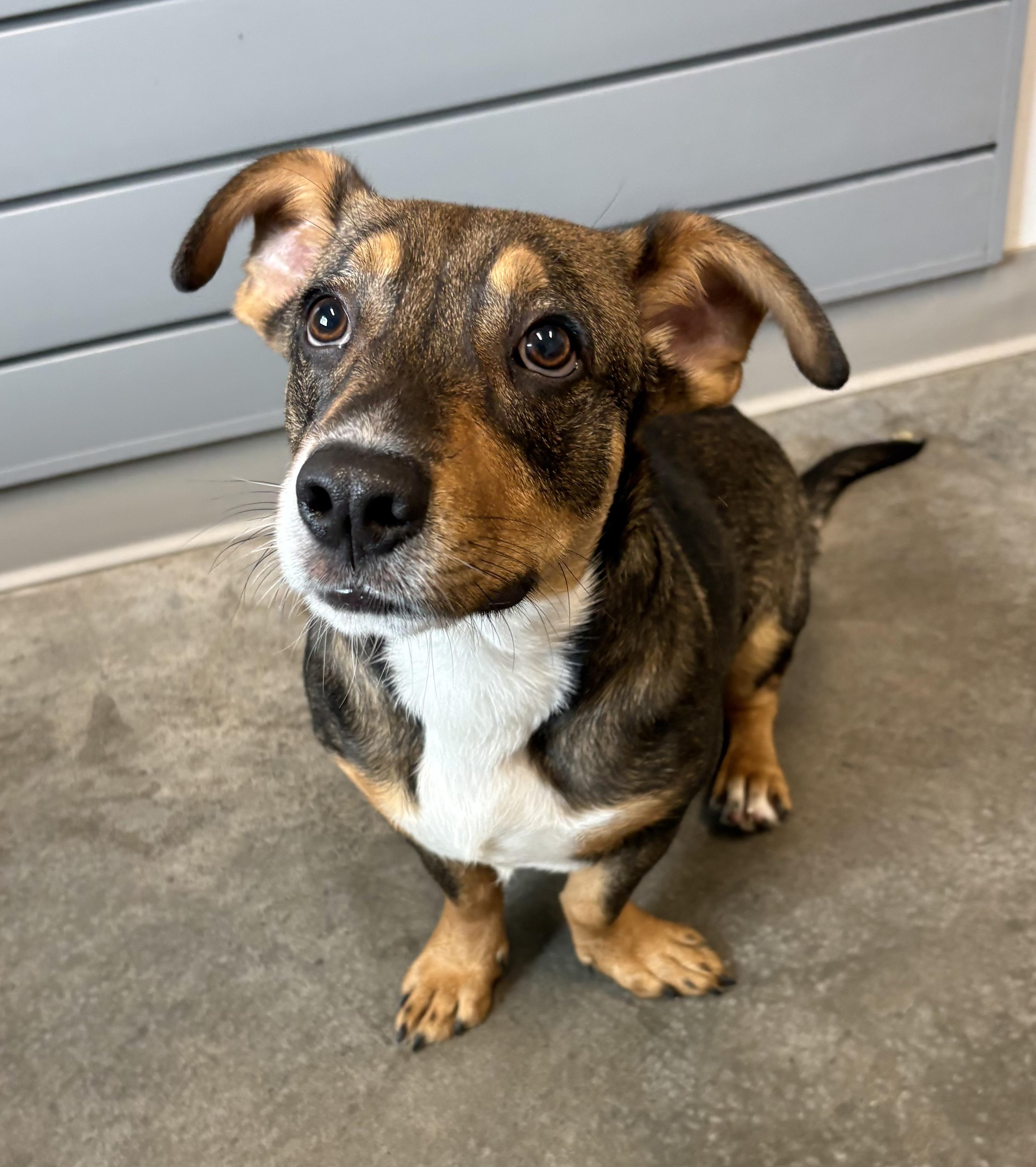 Shorty, adopted, Young Male Dachshund.