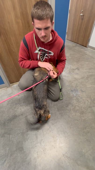 Enlarge Shorty, an adopted mixed breed in Hillsdale, NY video 4/4