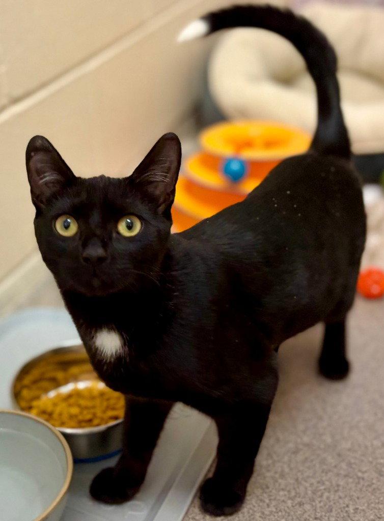 Tippy, Adoptable, Young Female Domestic Short Hair.