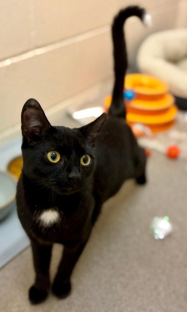 Enlarge Tippy, a Adoptable Domestic Short Hair in Sayreville, NJ image 2/3