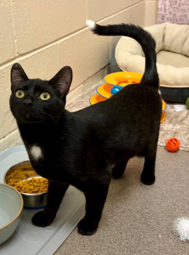 Enlarge Tippy, a Adoptable Domestic Short Hair in Sayreville, NJ image 3/3