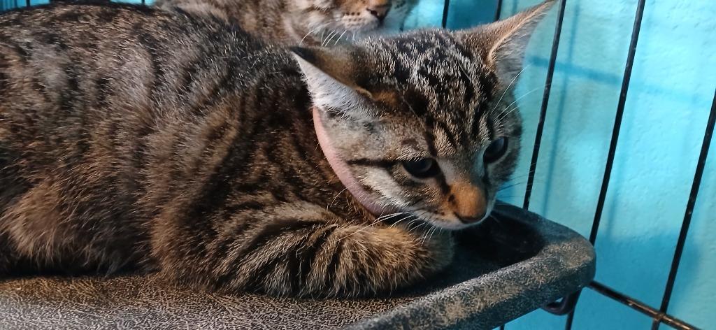 Rosie, Adoptable, Kitten Female Domestic Short Hair.