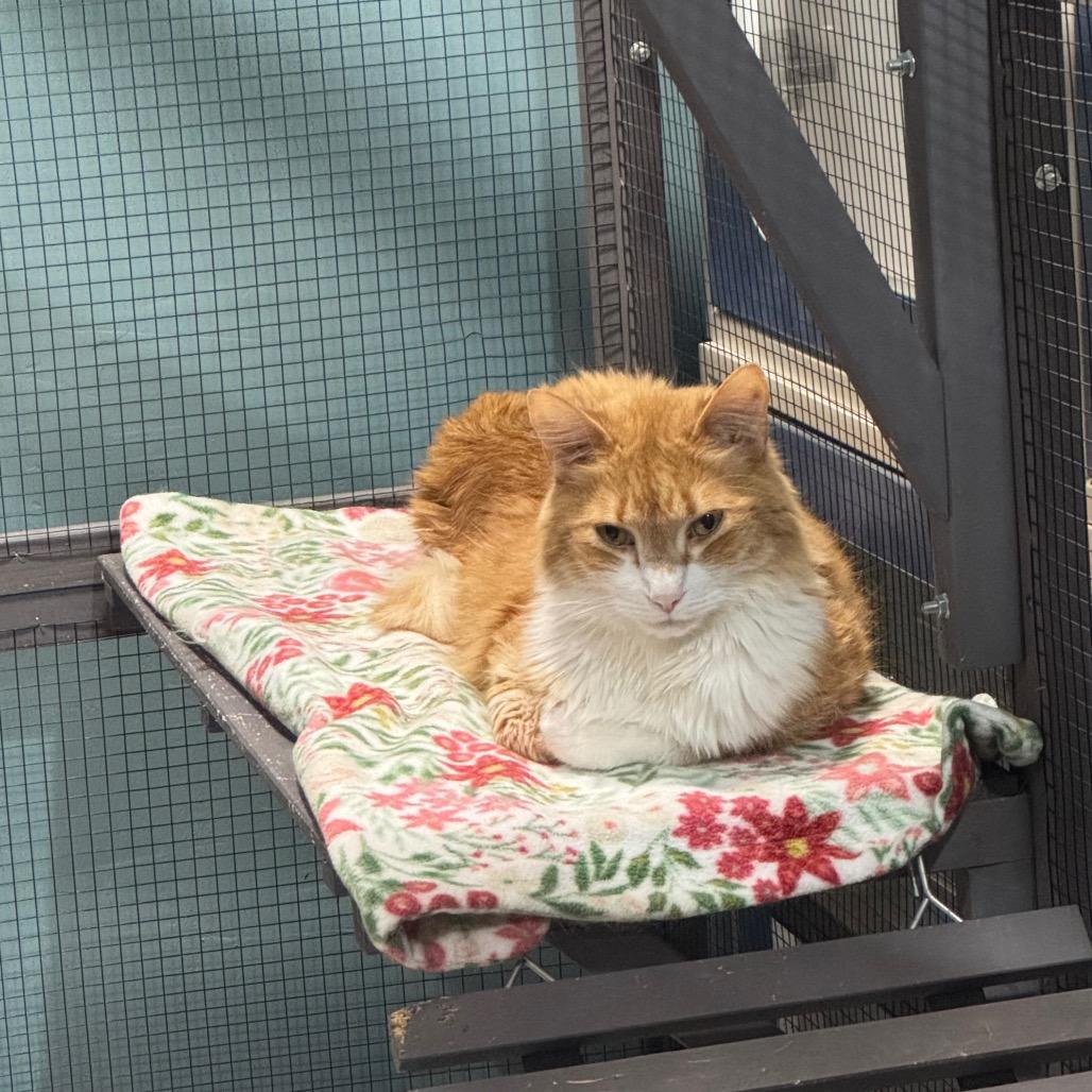 Enlarge Milo, a Adoptable Domestic Short Hair in Seminole, FL image 1/6