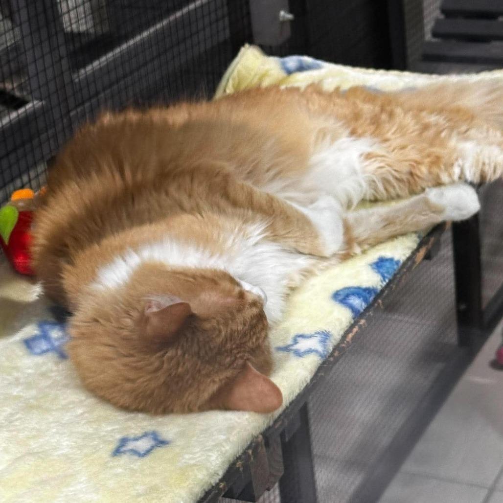 Milo, a Adoptable Domestic Short Hair in Seminole, FL image 2/5