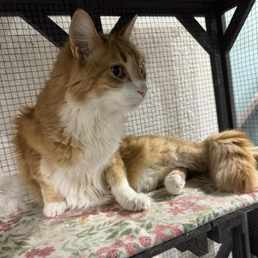 Enlarge Milo, a Adoptable Domestic Short Hair in Seminole, FL image 2/6