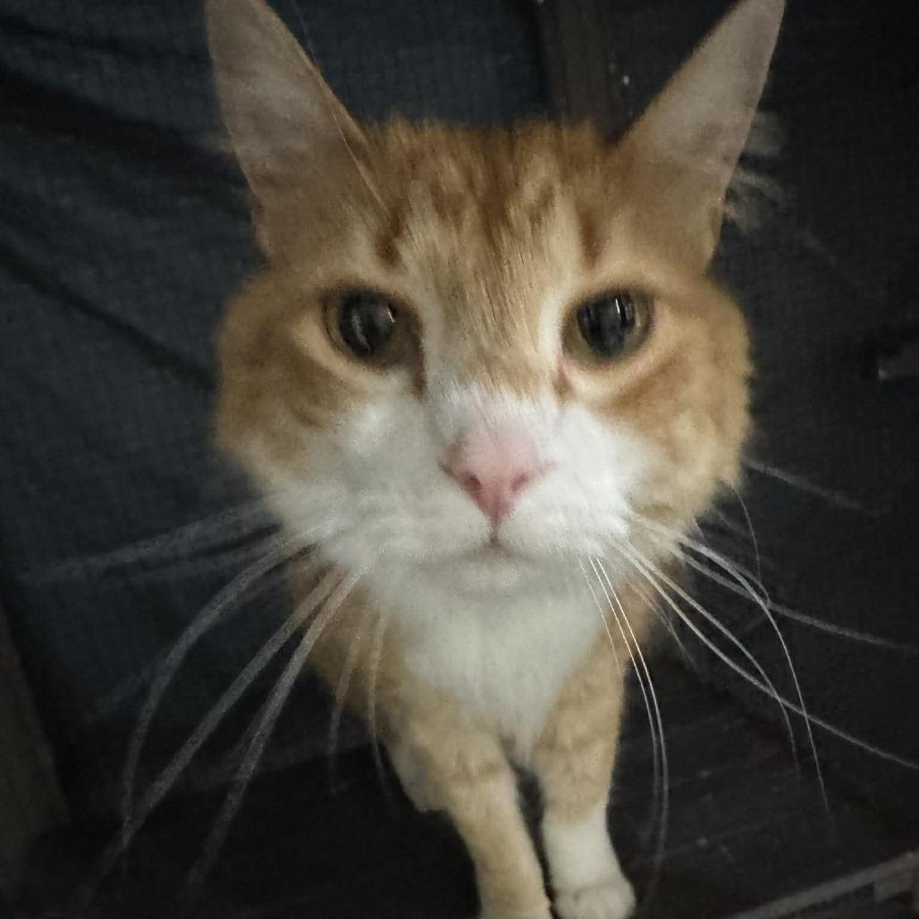 Enlarge Milo, a Adoptable Domestic Short Hair in Seminole, FL image 3/6