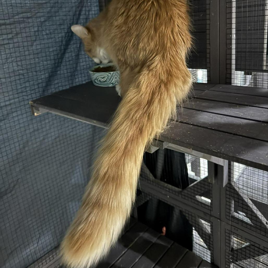 Enlarge Milo, a Adoptable Domestic Short Hair in Seminole, FL image 4/6