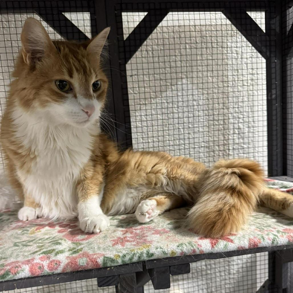 Enlarge Milo, a Adoptable Domestic Short Hair in Seminole, FL image 5/6