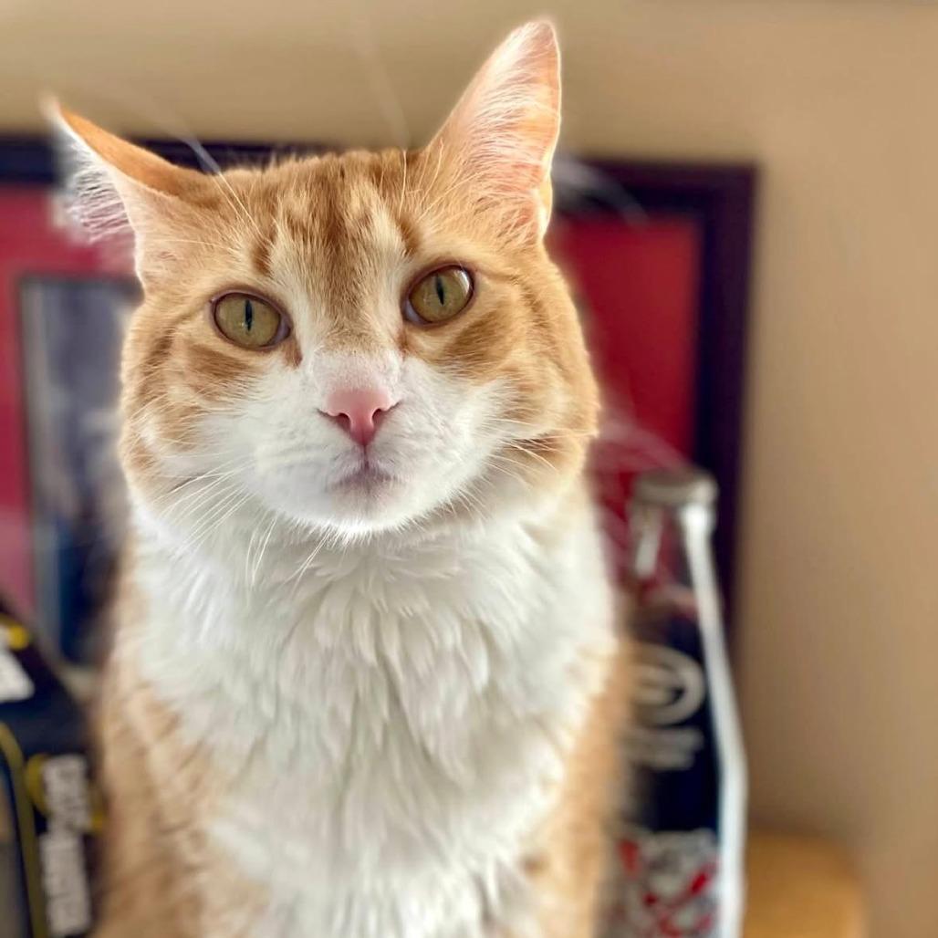 Enlarge Milo, a Adoptable Domestic Short Hair in Seminole, FL image 6/6