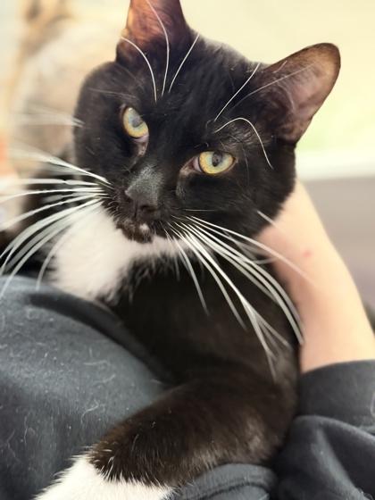 Rascal, Adoptable, Adult Male Domestic Short Hair & Domestic Short Hair.