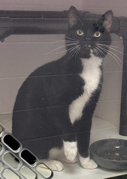 Enlarge Rascal, a Adoptable mixed breed in Gwinn, MI image 1/1