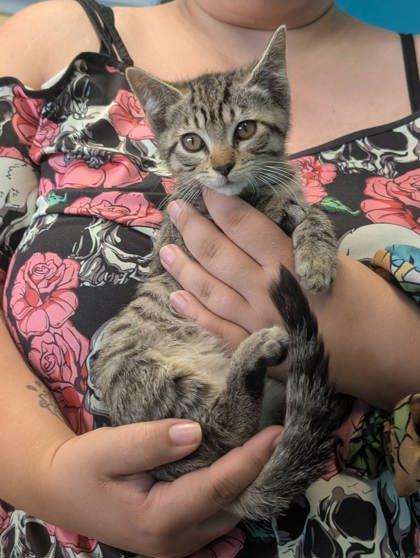 Luigi, Adoptable, Young Male Domestic Short Hair & Domestic Short Hair.