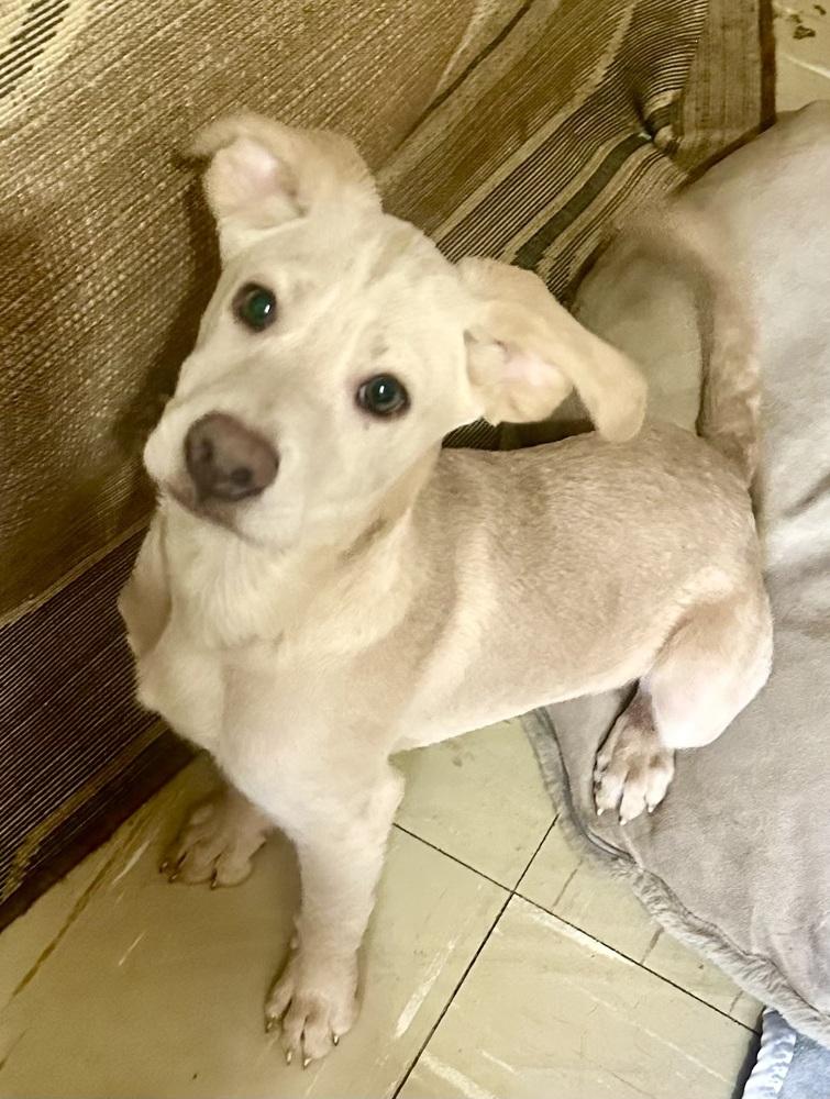 Martin, Adoptable, Puppy Male Labrador Retriever.