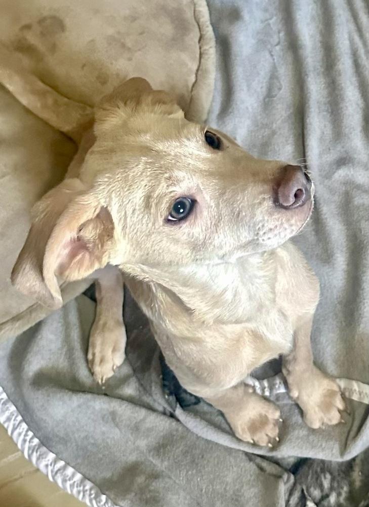 Enlarge Martin, a Adoptable mixed breed in Escondido, CA image 2/5