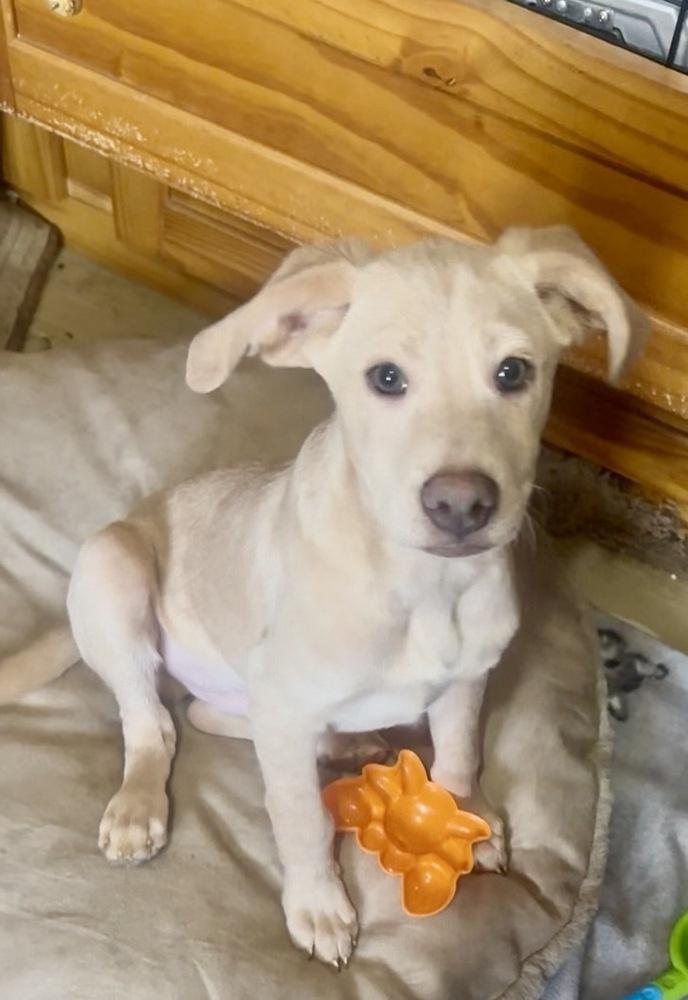 Enlarge Martin, a Adoptable mixed breed in Escondido, CA image 3/5