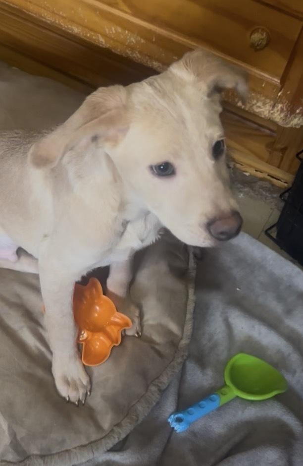 Enlarge Martin, a Adoptable mixed breed in Escondido, CA image 4/5