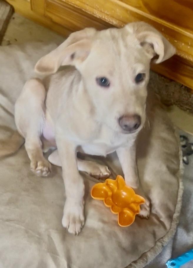 Enlarge Martin, a Adoptable mixed breed in Escondido, CA image 5/5