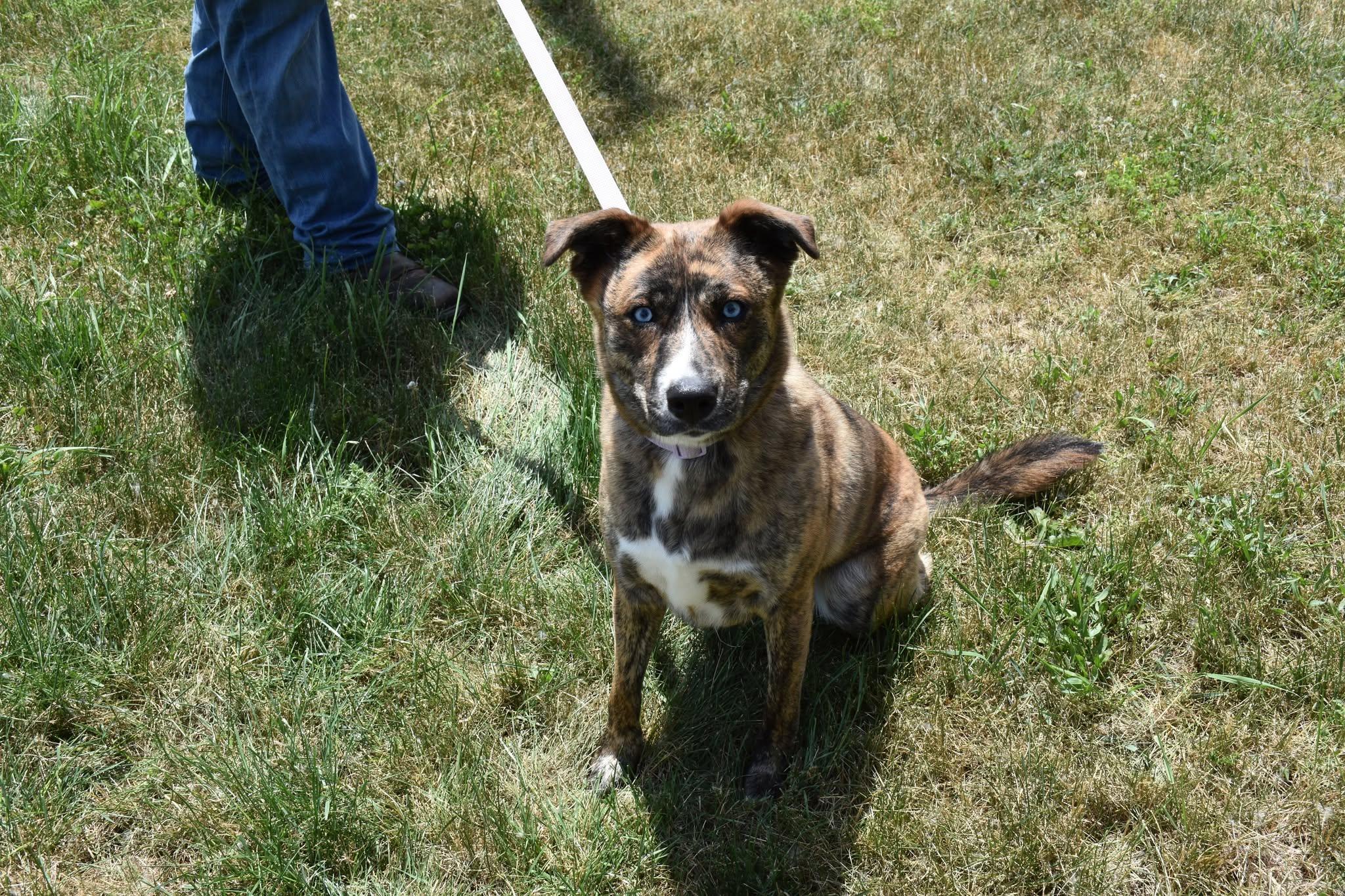 Daisy Rose, ADOPTABLE, Adult Female Husky & Labrador Retriever.
