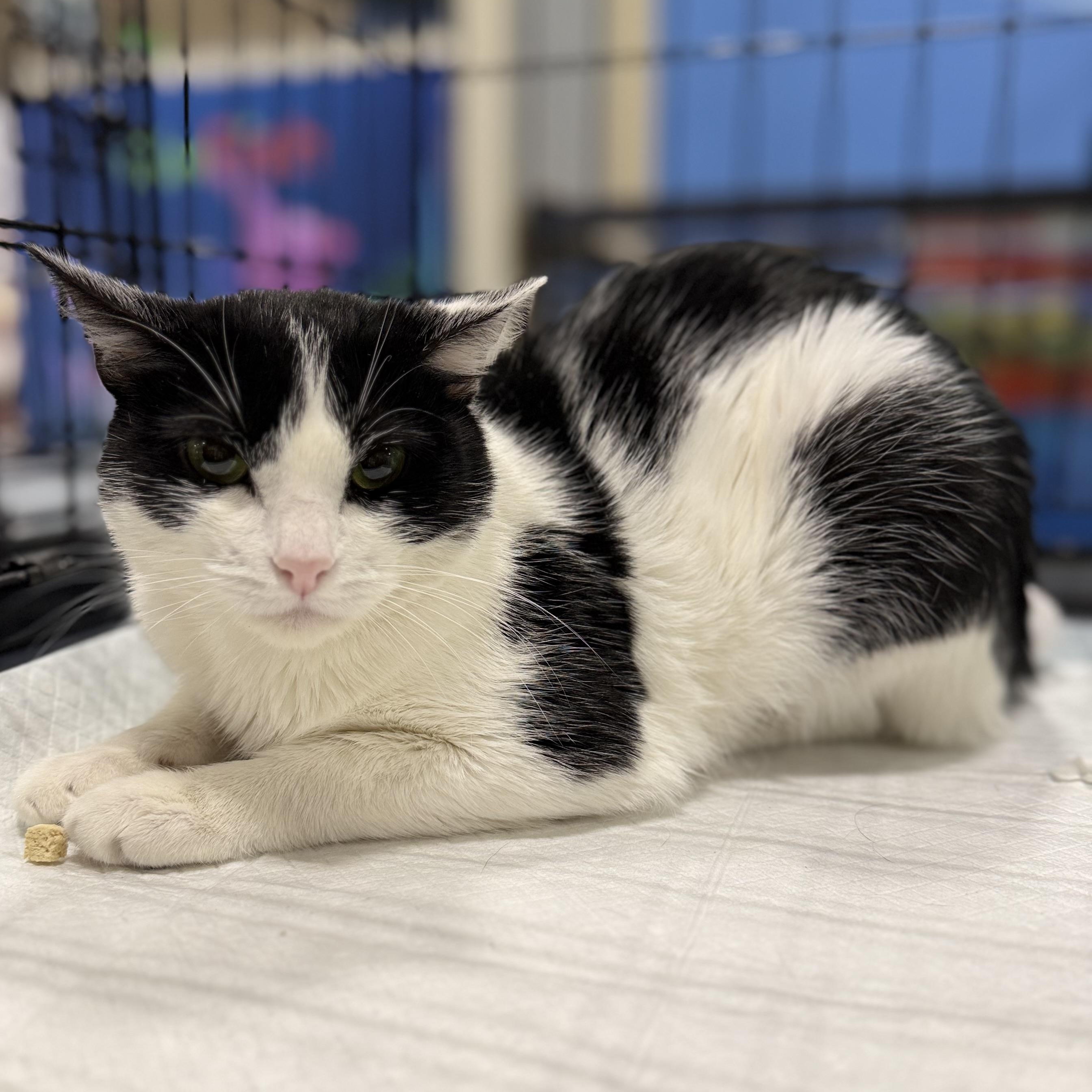 Panda, a ADOPTABLE Domestic Short Hair in Walnut, CA image 2/4