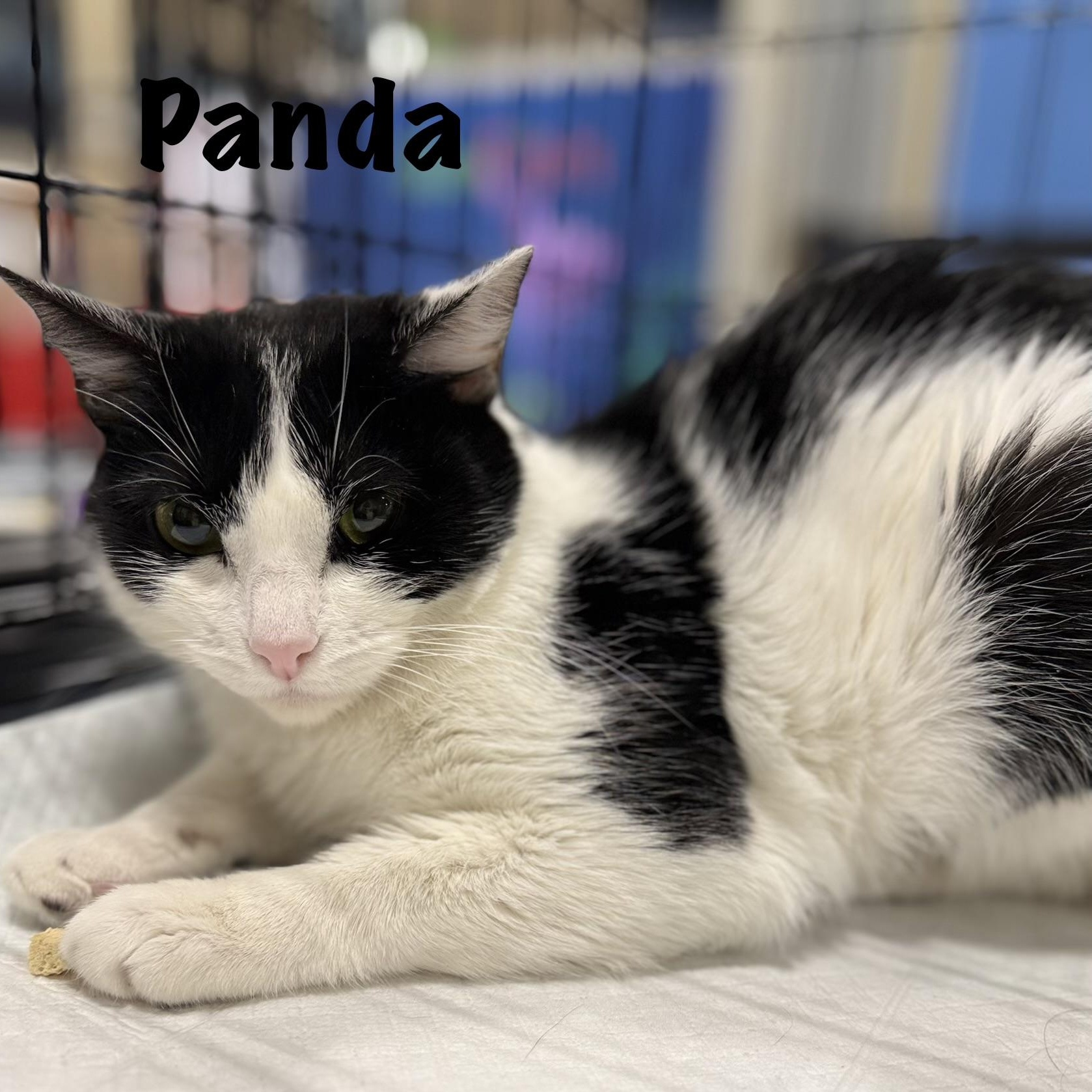 Panda, a ADOPTABLE Domestic Short Hair in Walnut, CA image 1/4