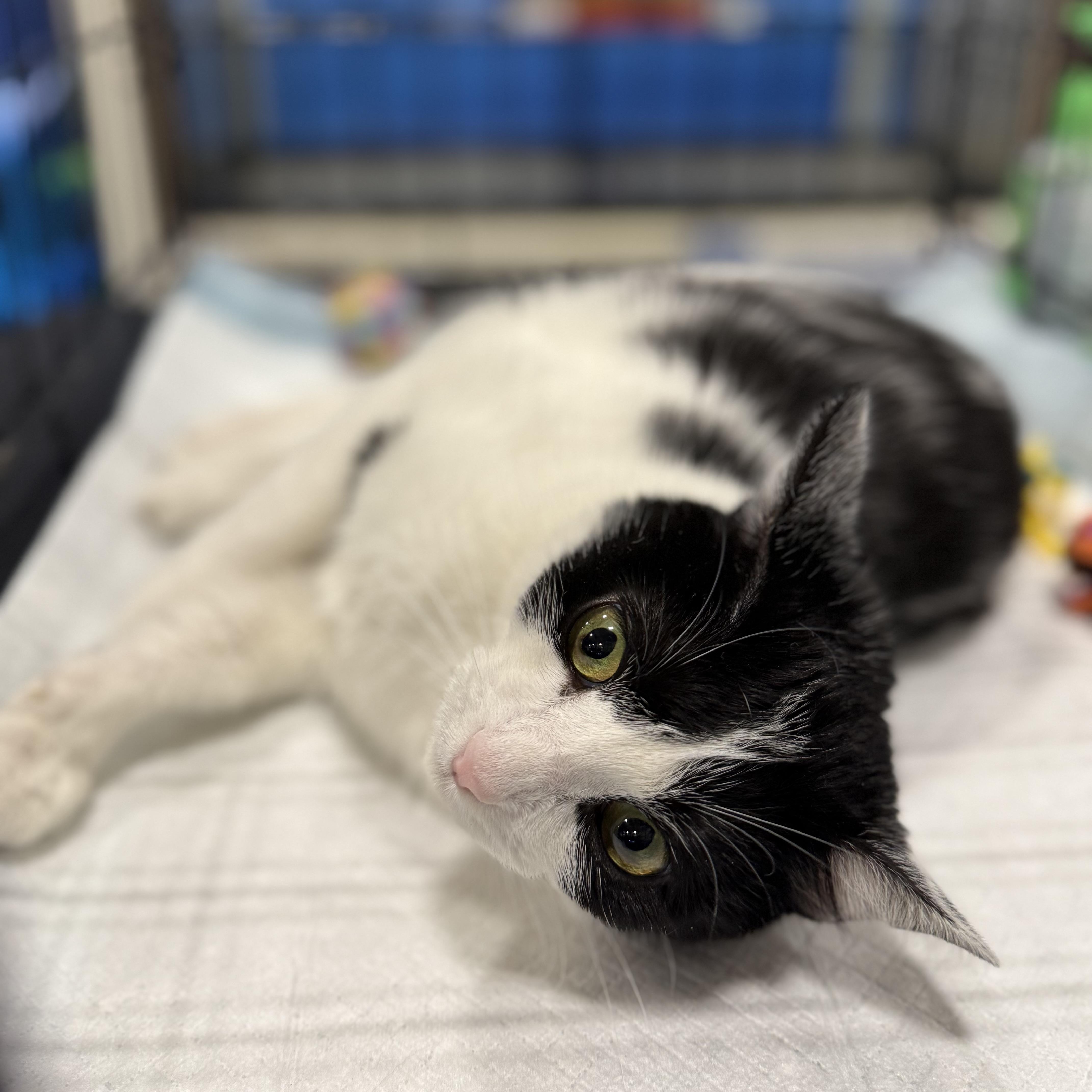 Panda, a ADOPTABLE Domestic Short Hair in Walnut, CA image 4/4