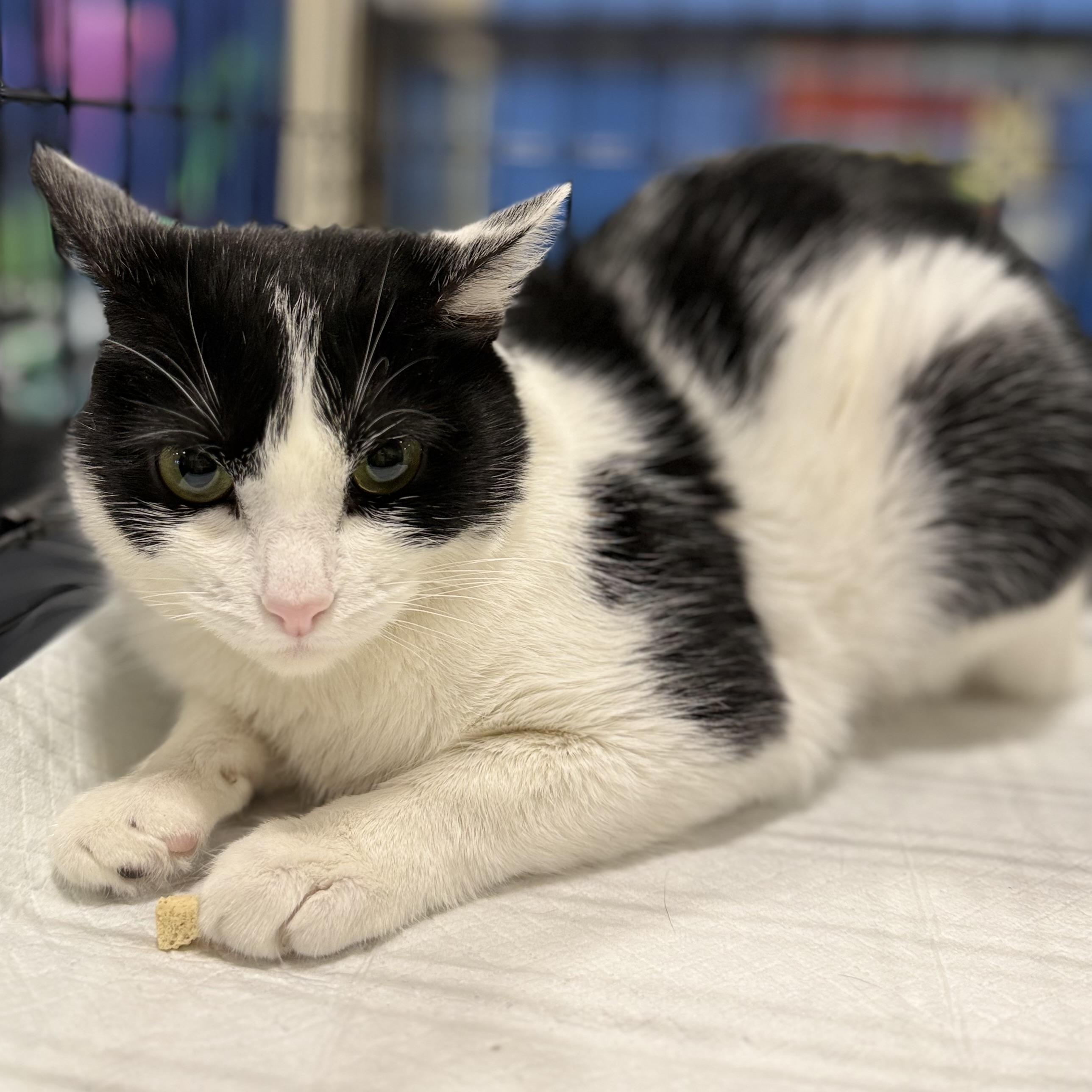 Panda, a ADOPTABLE Domestic Short Hair in Walnut, CA image 3/4