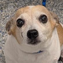 Enlarge Miss Piggie, a Adoptable Mixed Breed in Greenville, SC image 1/1