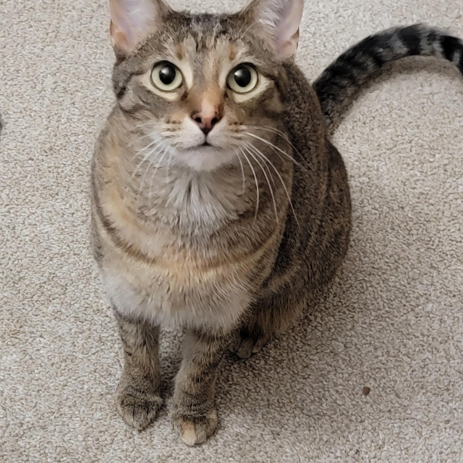 Enlarge Lilly, a Adoptable Domestic Short Hair in Jeffersonville, IN image 1/5