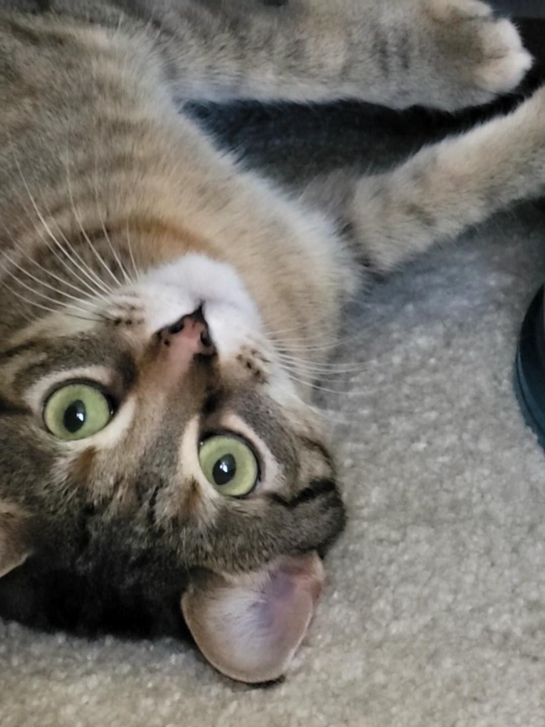 Enlarge Lilly, a Adoptable Domestic Short Hair in Jeffersonville, IN image 3/5