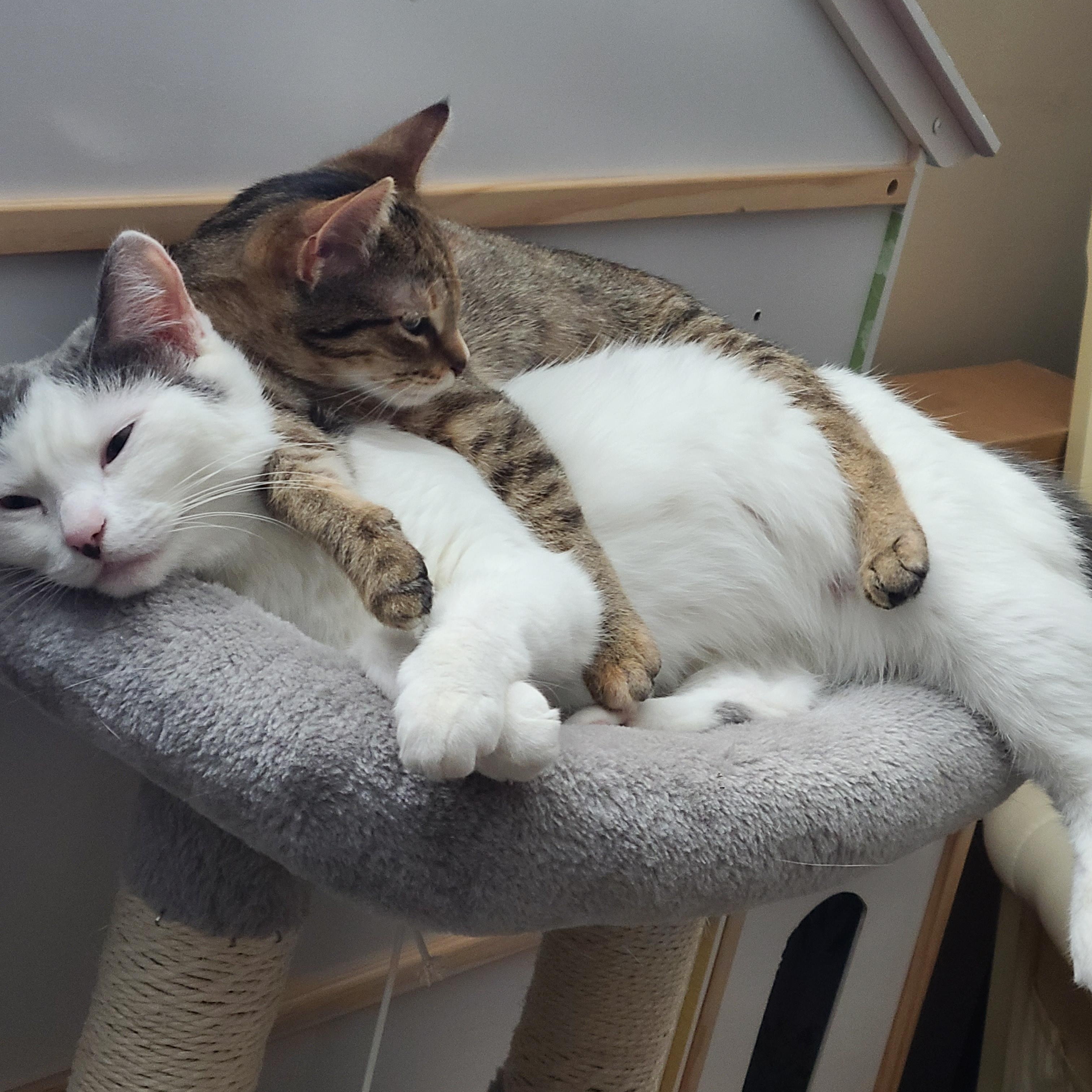 Enlarge Lilly, a Adoptable Domestic Short Hair in Jeffersonville, IN image 4/5