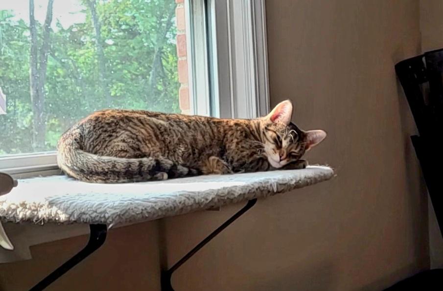 Enlarge Lilly, a Adoptable Domestic Short Hair in Jeffersonville, IN image 5/5