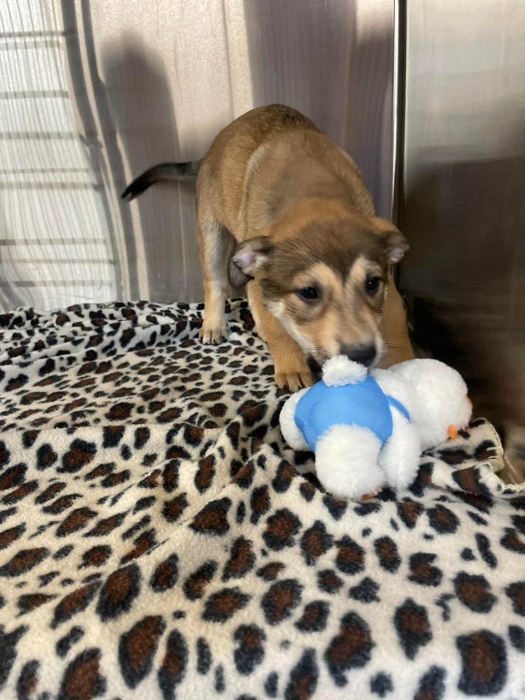 JW Scarlet, Adoptable, Puppy Female Mixed Breed.