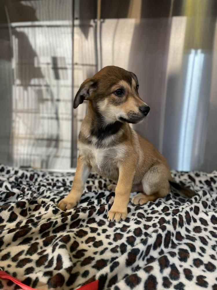 JW Scarlet, a Adoptable mixed breed in Warrenton, MO image 2/4