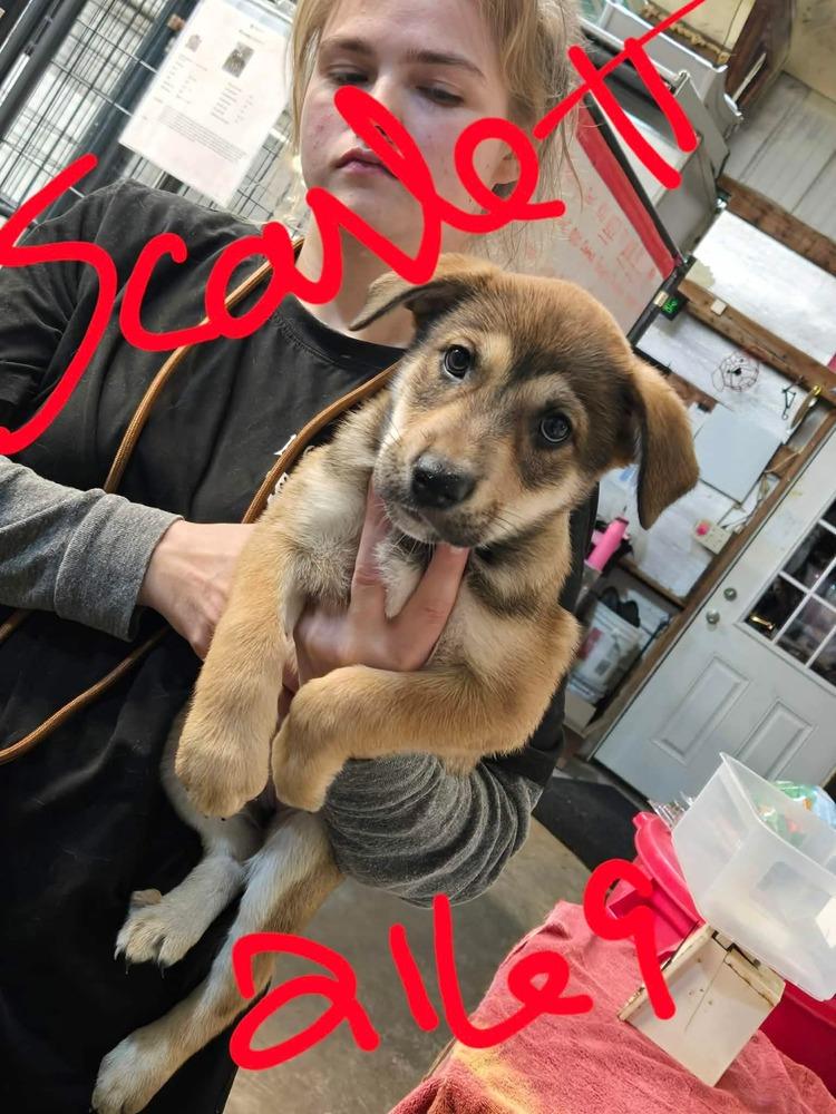 JW Scarlet, a Adoptable mixed breed in Warrenton, MO image 3/4