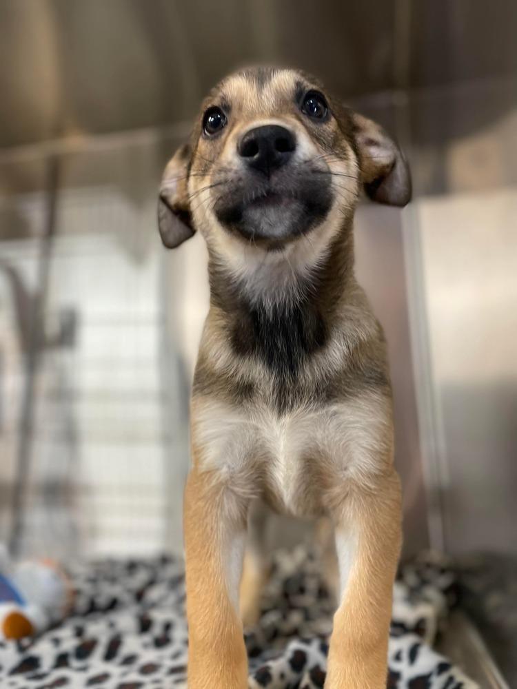 JW Scarlet, a Adoptable mixed breed in Warrenton, MO image 4/4