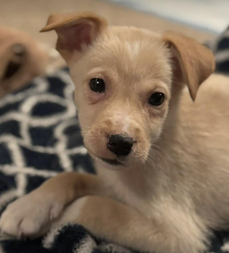 Hermie, Adoptable, Puppy Male Retriever.