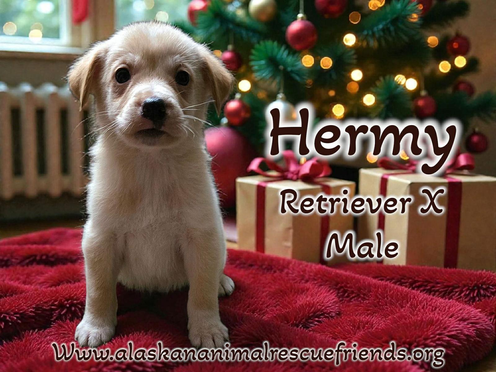 Enlarge Hermie, a Adoptable Retriever in Anchorage, AK image 2/2